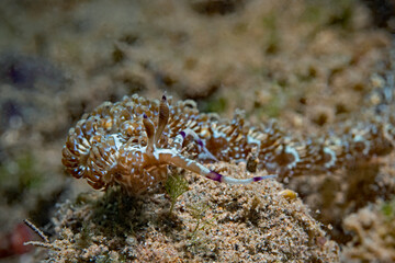 Blue Dragon Nudibranch (Pteraeolidia ianthina)