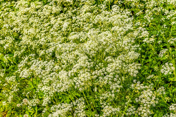 A view of Cow Parsley flowers growing in a hedgerow near Market Harborough, UK in springtime