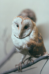 portrait of a owl