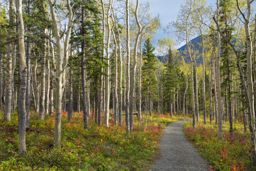 Canada, Yukon Territory, Kluane National Park. Trail through aspen forest.