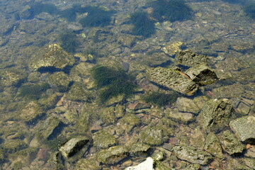 FU 2020-06-01 Bingen 129 Steine und Algen im Wasser