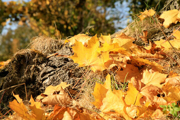 Fallen autumn maple leaf. Gold autumn, Indian summer.
