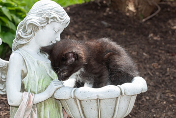 black kitten sitting in an angelic garden fountain