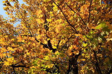 Real Autumn landscape - golden maple tree with sunlight on sunny meadow. Stolowe Mountains, National Park in Poland