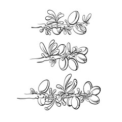 Argania tree set. Vector graphic hand drawn branch