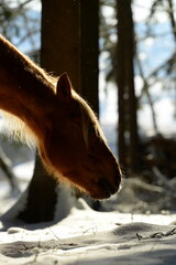 Pferdeschönheit im Winterwald