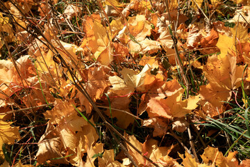 Fallen autumn maple leaf. Gold autumn, Indian summer.