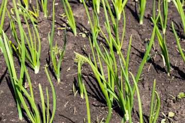 young, green onions grow in the garden. Fresh organic vegetables