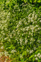 A hedgerow with blooming Cow Parsley near Market Harborough, UK in springtime