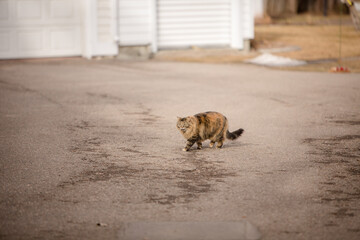 Cute long hair cat walking down driveway