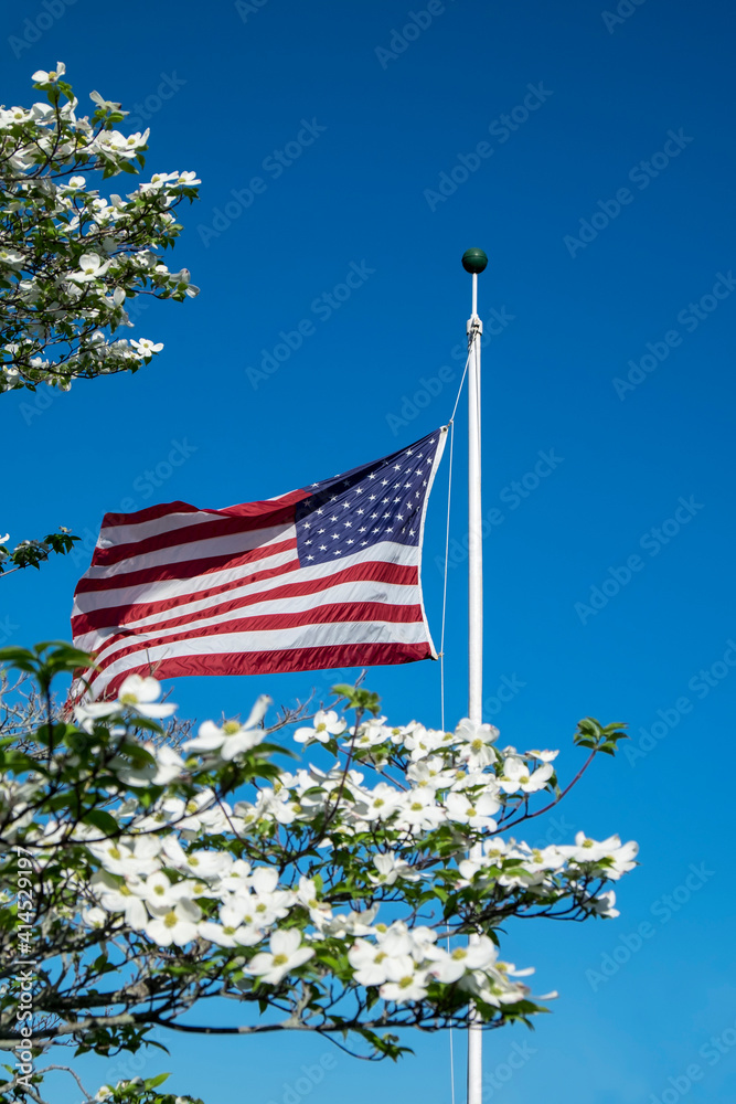 Sticker american flag near white dogwood tree, usa