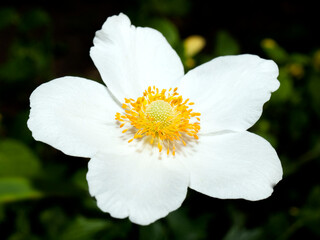 Anemone 2