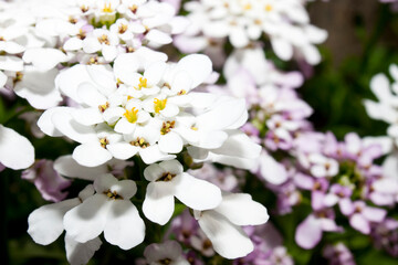 Hydrangea 3