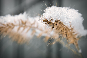 wintry plant covered with snow