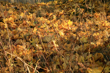 Fallen autumn maple leaf. Gold autumn, Indian summer.