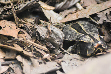 serpiente anaconda escondida en hojas