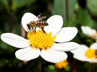 Honey bee 2