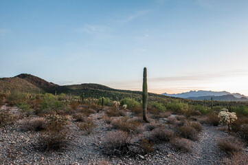 Organ Pipe