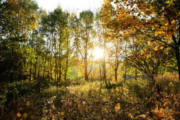 Obraz premium Real Autumn landscape - golden maple tree with sunlight on sunny meadow. Stolowe Mountains, National Park in Poland