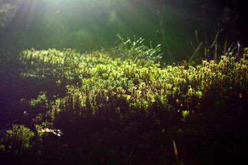 Obraz na płótnie Canvas sunlight in the forest