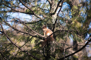 Squirrel on a tree in the park