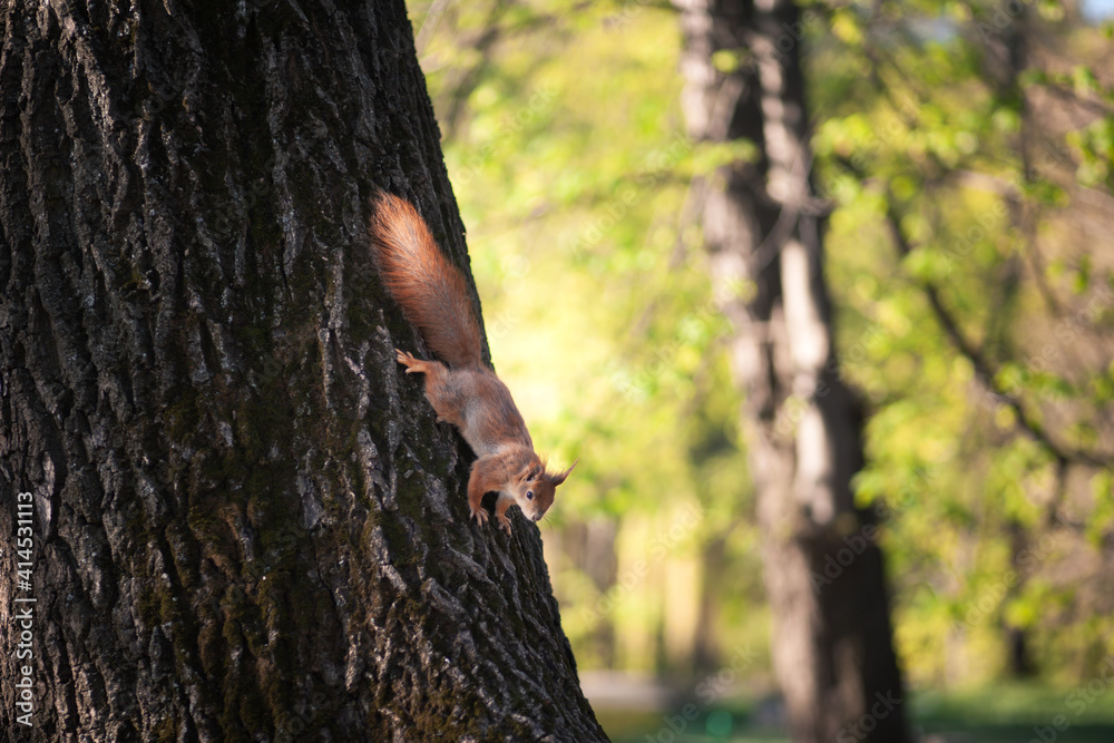 Wall mural squirrel on a tree in the park