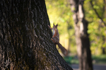 Squirrel on a tree in the park