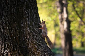 Squirrel on a tree in the park