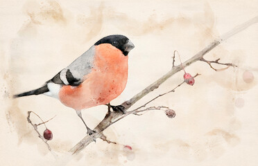 Eurasian bullfinch male ( Pyrrhula pyrrhula ) waterpaint image