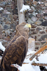 Large predatory eagle Haliaeetus albicilla on a tree stump. Strong bird close up.