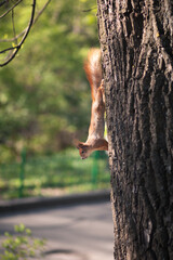 Squirrel on a tree in the park