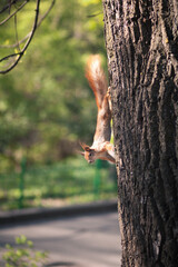 Squirrel on a tree in the park