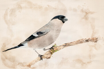 Eurasian bullfinch female ( Pyrrhula pyrrhula ) waterpaint image