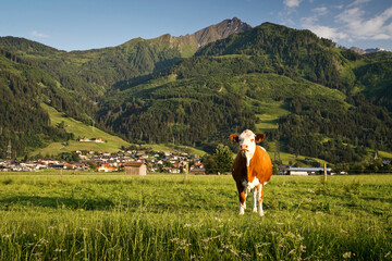 Cow in the alps