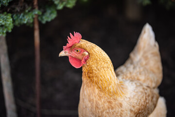 hungry hens waiting for lunch