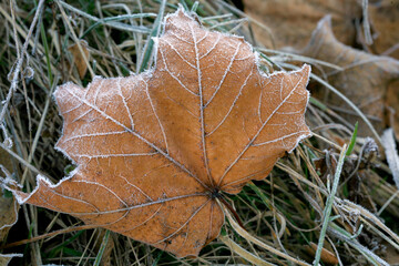 Frosted dry maple leaves on a cold, foggy and autumn morning.