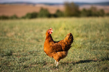 hungry hens waiting for lunch