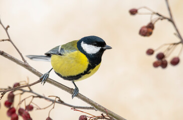 Great tit close up ( Paerus major )