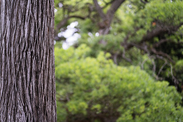 Gradient background, tree and green forest. Vertical natural background.