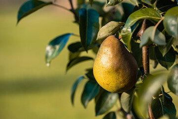 gifts of gardens in South Moravia