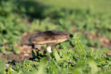 Solitary mushroom macro over light green grass with black blurred background