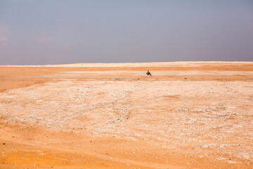 Famous Egyptian Pyramids of Giza.  Landscape in Egypt. Pyramid in desert. Africa. Wonder of the World