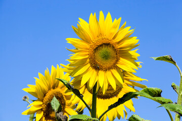 sunflowers in summer