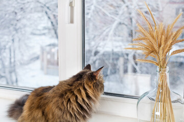 Gray cat sits near the glass vase on the windowsill.