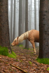 Wunderschönes Pferd im nebeligen Wald