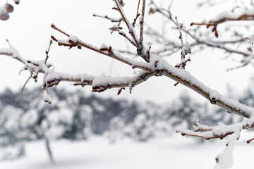 Frozen branches close up with snowy background