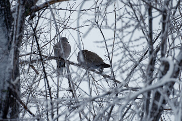 Doves between frozen branches trying to survive to the winter
