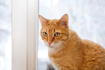 Ginger cat sitting on the windowsill.