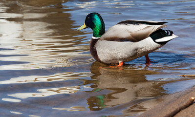 Obraz premium beautiful duck swimming with other birds