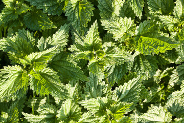 lots of nettles